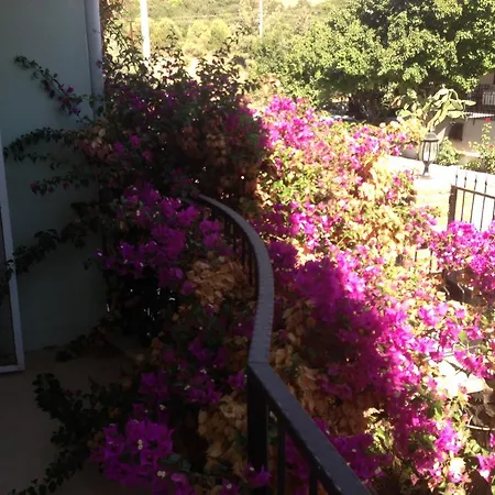 Bulbul A5 * Didim